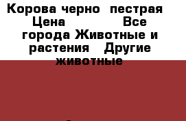 Корова черно- пестрая › Цена ­ 30 000 - Все города Животные и растения » Другие животные   . Адыгея респ.,Майкоп г.